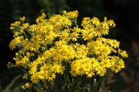 Jacobaea vulgaris