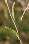 Andryala integrifolia
