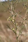 Lactuca serriola