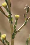 Lactuca serriola