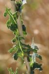 Lactuca serriola