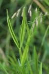 Lathyrus latifolius