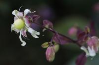 Silene baccifera