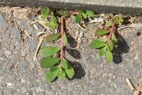 Portulaca oleracea