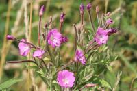 Epilobium hirsutum