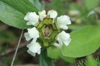Prunella laciniata