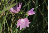 Malva moschata