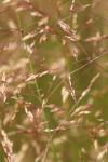 Agrostis capillaris