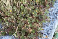 Oxalis corniculata