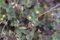 Oxalis corniculata