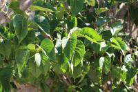 Syringa vulgaris