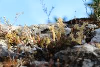 Sedum acre