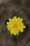 Leontodon hispidus