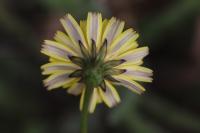 Leontodon hispidus