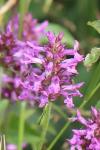 Betonica officinalis