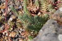 Petrosedum rupestre