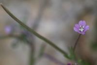 Epilobium ciliatum