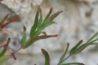 Epilobium ciliatum