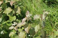 Populus tremula