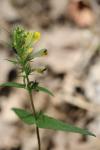 Melampyrum pratense