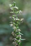 Epipactis helleborine
