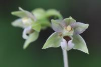 Epipactis helleborine