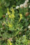 Melilotus officinalis