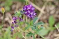 Medicago sativa