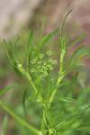 Petroselinum crispum
