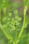 Petroselinum crispum