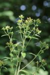 Inula conyzae