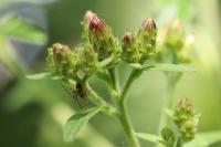 Inula conyzae