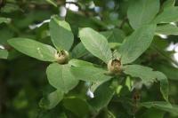 Crataegus germanica