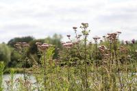 Eupatorium cannabinum