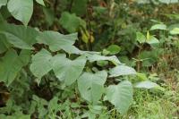 Reynoutria japonica