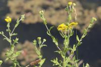 Pulicaria dysenterica