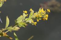 Lysimachia vulgaris