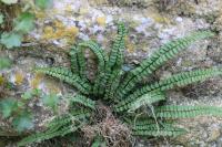Asplenium trichomanes