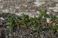 Portulaca oleracea