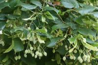 Tilia cordata