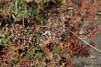 Sedum album