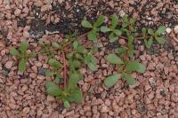 Portulaca oleracea