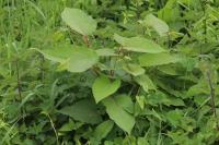 Reynoutria japonica