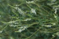 Melilotus albus
