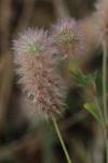 Trifolium arvense