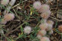 Trifolium arvense