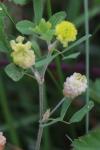 Trifolium campestre