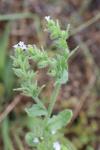 Lycopsis arvensis