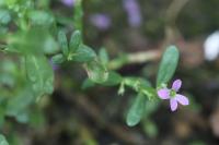 Lythrum hyssopifolia