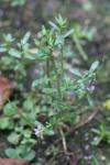 Lythrum hyssopifolia